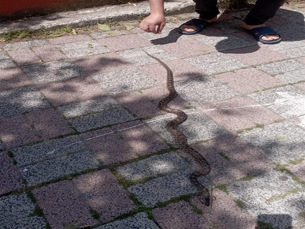 İstanbul'da yılanlar tedirginlik yaratıyor