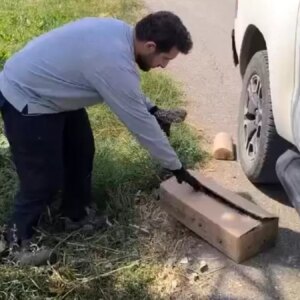 yarali baykus tedavi icin teslim edildi AnjDGUJP