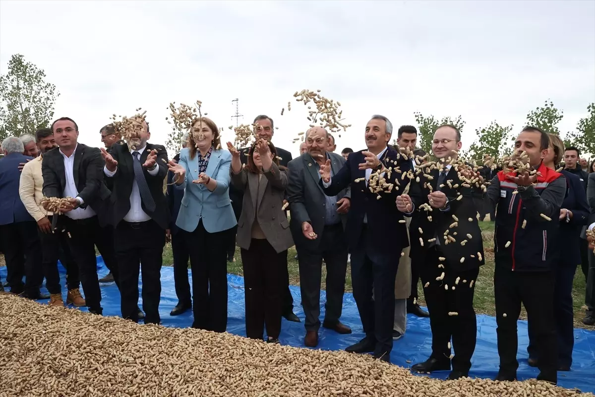 edirnede fistik festivali duzenlendi 41aXDHlc.jpg