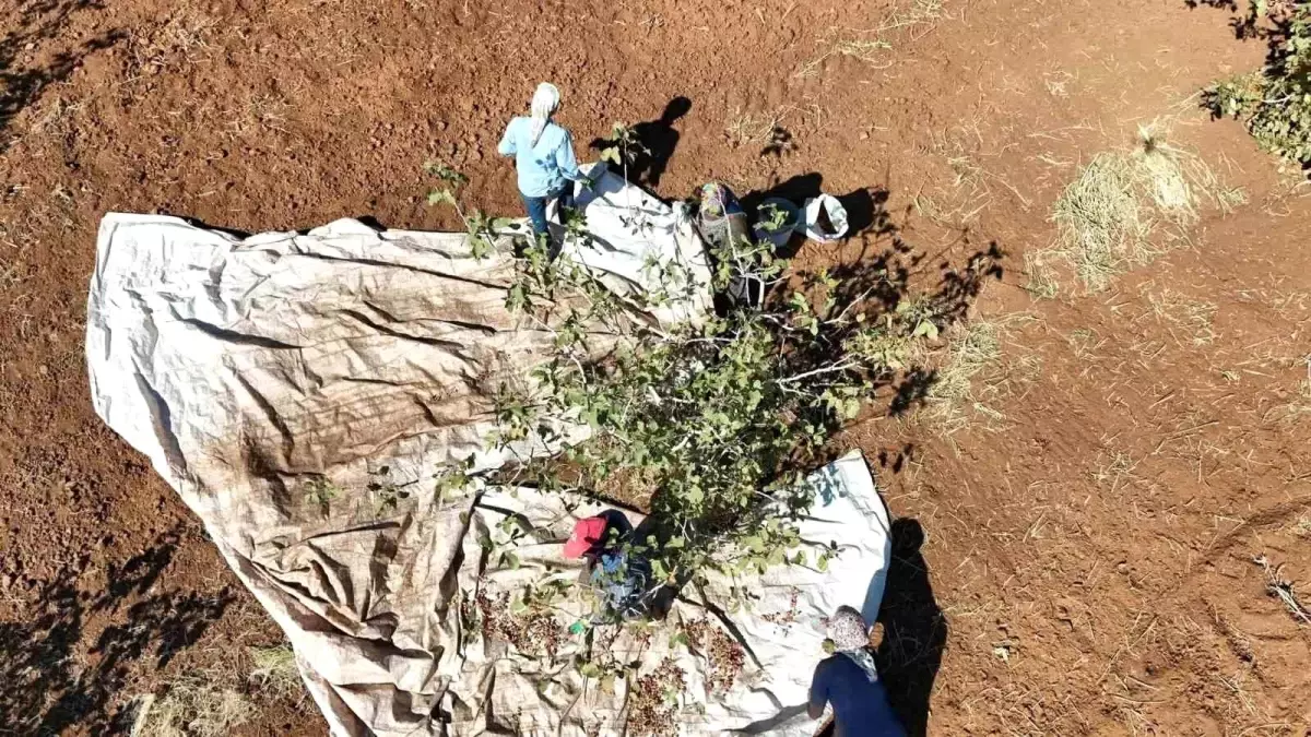 idilde fistik hasadi umut asiladi j8kWYxDA.jpg