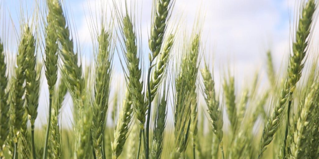 bugdayda-rekor-yili-verimin-2-katina-cikmasi-bekleniyor-bsA3xUBy