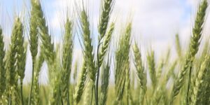 bugdayda-rekor-yili-verimin-2-katina-cikmasi-bekleniyor-bsA3xUBy